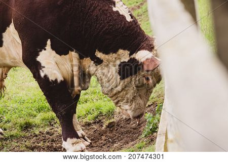 close-up of a bull in a farm next to Lackham College in Lacock Somerset England Europe