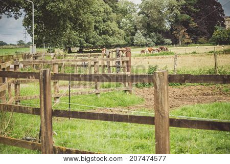 a group of cows in a field next to Lackham Collegein Lacock Somerset England Europe