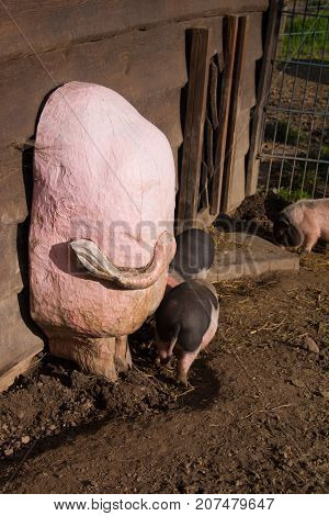Piglets running around outdoors having fun in the sunshine. Pig mother or sow with large teats in the background.