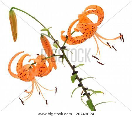 Store liljer lille fejl