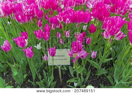 Tulips Of The Dream Club Species.