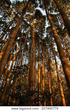 Wide angle vertical view of a forest of trees with and thin trunks in light of the evening sun. Nobeoka Miyazaki Japan. Travel and nature concept.