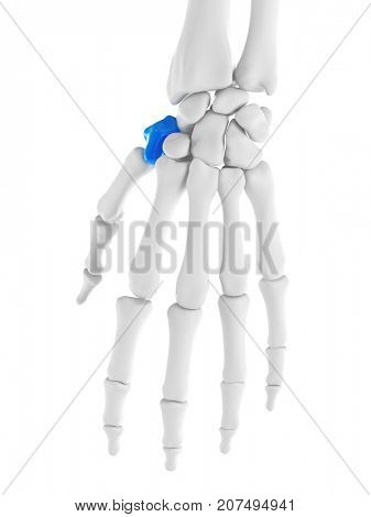 3d rendered medically accurate illustration of the trapezium