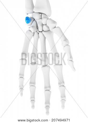 3d rendered medically accurate illustration of the pisiform