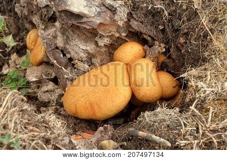 boletus mushroom with orange cap in Nebrodi Park, Sicily