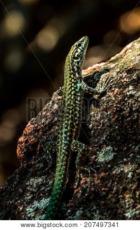 Small lizard waiting on the stone at Corsica