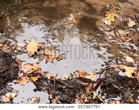 Wet Waterlogged Woodland Dirty Mud Soil Floor With Fallen Leaves
