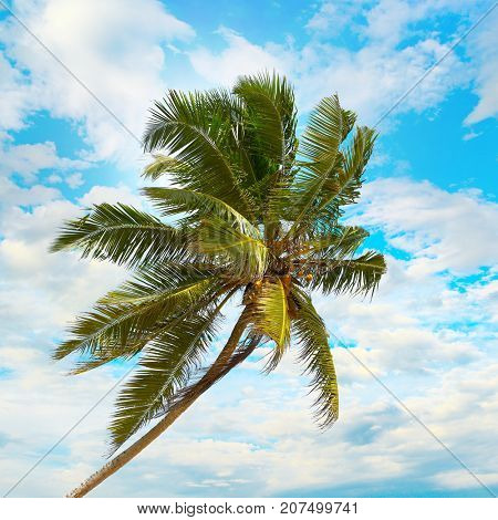 Coconut palm on background the blue sky with white clouds.