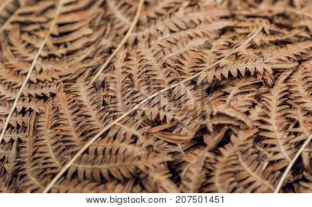 Abstract pattern of autemn dry leaves. Background of old fern bush leaf in forest.