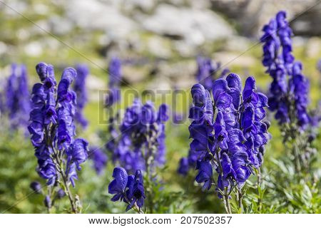 Close-up image of violet high altitude wildflowers (Aconitum napellus) against a rocky background in the Cirque de Troumouse Pyrenees National Park France
