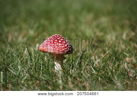 Toadstool toxic mushroom red and white on grass