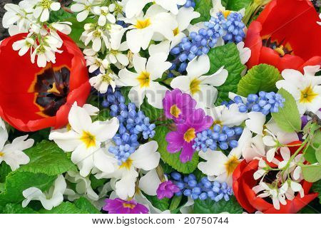 Springs Flowers Colors