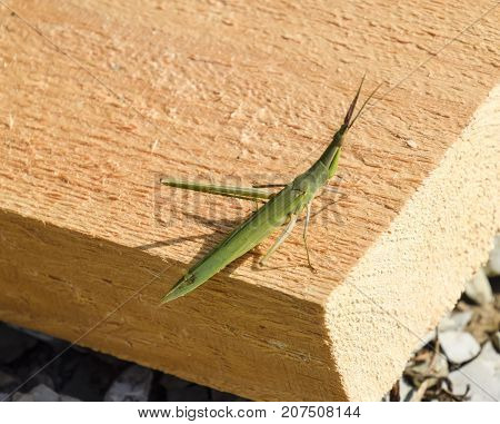 Green Locust, Wing Insect. Pest Of Agricultural Crops.