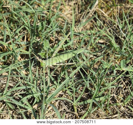 Green Locust, Wing Insect. Pest Of Agricultural Crops. Locusts O