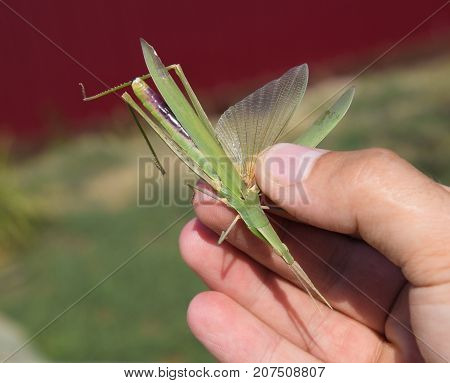 Green Locust, Wing Insect. Pest Of Agricultural Crops. Locust In