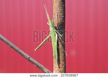 Green Locust, Wing Insect. Pest Of Agricultural Crops.
