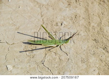 Green Locust, Wing Insect. Pest Of Agricultural Crops. Locusts O