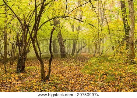 Road going through beautiful forest with mossy trunks and roots giant spuces and pines and lush folliage in front
