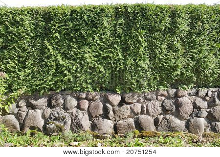 Fragment Of A  Hedge