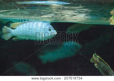 African Cichlids Cichlidae Swim In Freshwater Rivers In Africa
