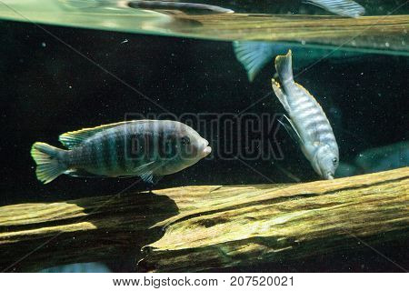 African Cichlids Cichlidae Swim In Freshwater Rivers In Africa