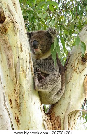 Koala in a Eucalyptus gum tree native marsupial animal in Australian bush