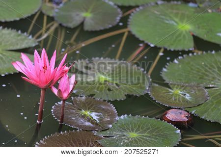 Pink Lotus flower bloom in pondwater lily in the public park and green leaves surrounding.