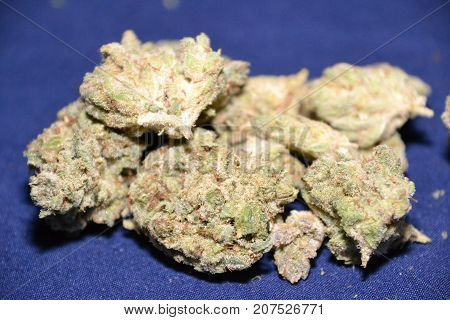 monster glue is an indica cannabis strain