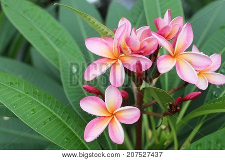 Pink plumeria or frangipani flower bloom on tree in the garden.