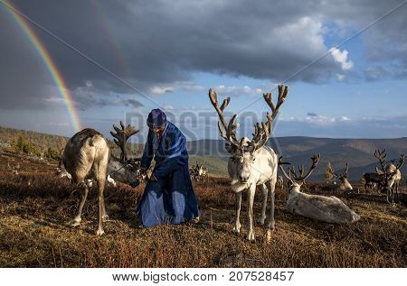 tsaatan man with his reindeer in rain in northern mongolian landscape