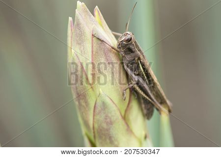 Grasshopper sits on a bud in front of dark brown background.