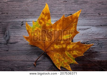 orange Dead leaves on old wooden bench