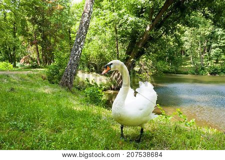 White swan(Cygnus olor) standing near a lake