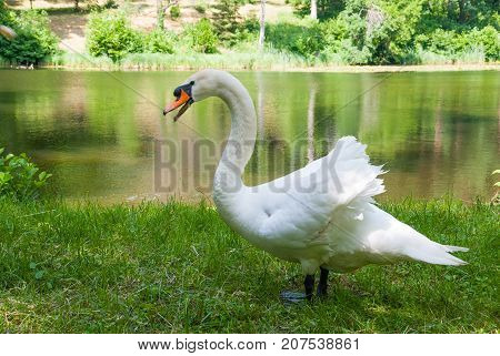 White swan(Cygnus olor) standing near a lake