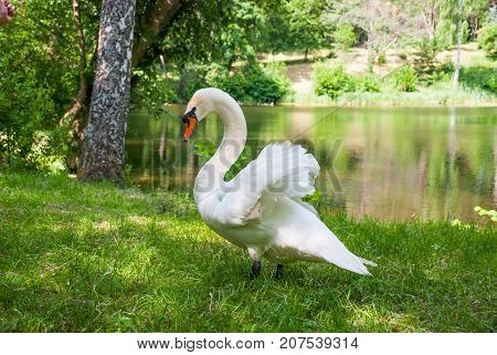 White Swan(cygnus Olor) Standing Near A Lake