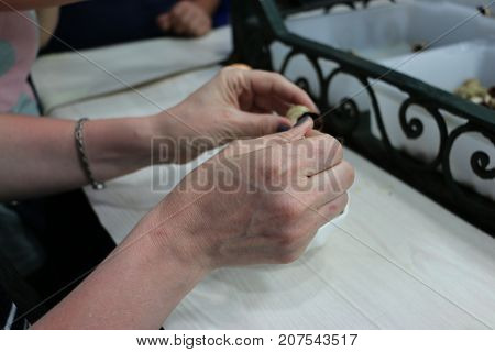 Oysters In The Human Hands