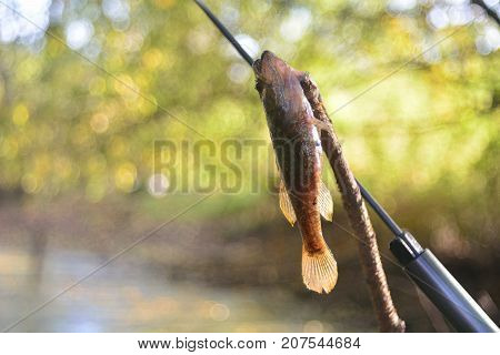 Summer fishing on the lake, Perccottus glenii