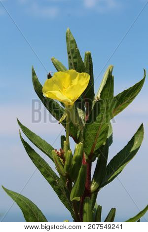 Common evening primrose American wildflower yellow bloom, vertical aspect