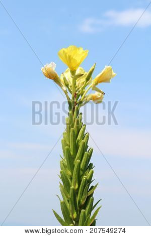 Common evening primrose wildflower with only top left blooming