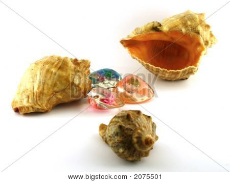 Cockleshells ทะเล