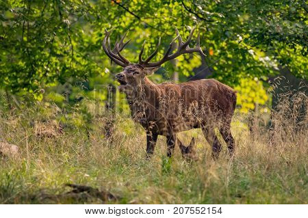 Red Deer Stags (Cervus elaphus) Rutting Mule Deer Bucks walking in a very light snowfall