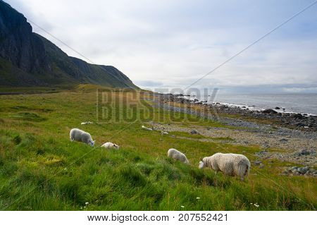 On The Coast In Eggum Lofoten Islands Norway