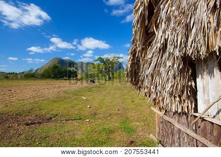 Typical barn on tobacco plantations.Barn used for curing tobacco. The Vinales valley Pinar del Rio Cuba