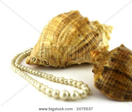 Cockleshell และลูกปัด