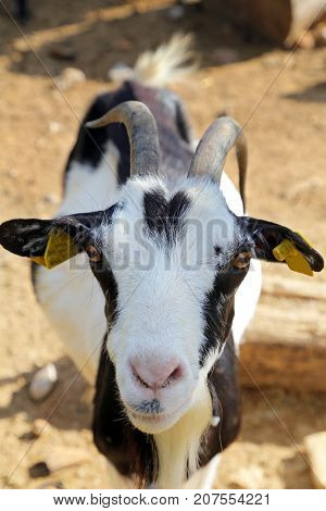 Billy Goat portrait  in the fence - Umbria, Italy