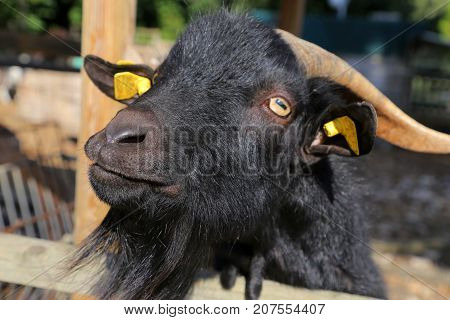 Billy Goat portrait  in the fence - Umbria, Italy