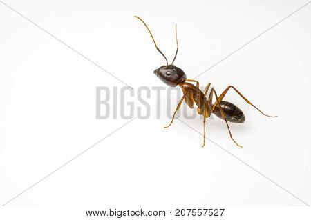 close up ant isolated on white background and copy space for text
