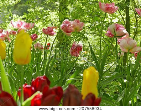 wild flowering Tulips in a garden with trees and schrubs