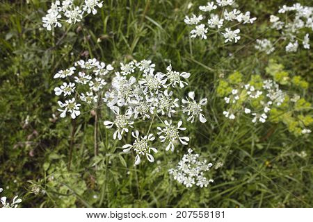 detail of selvatic carrot slowers in a meadow
