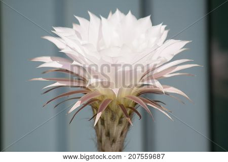 white flower from cactus in the garden